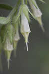 Wild Job's tears <BR>False gromwell